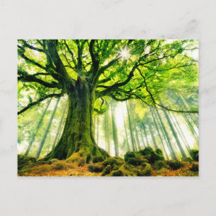 Ponthus' Beech Postkarte
