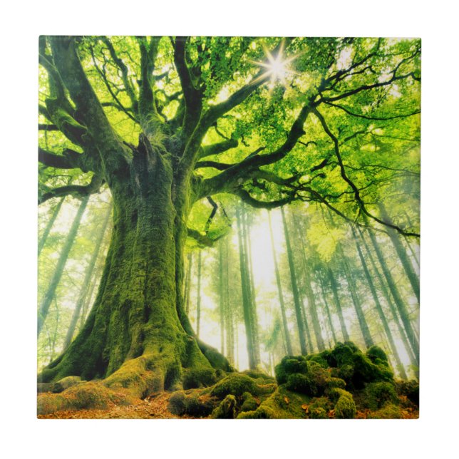 Ponthus Buche Fliese (Vorderseite)