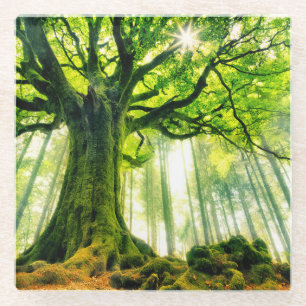 Ponthus Buche Glasuntersetzer