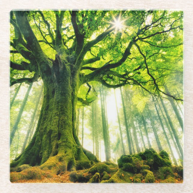 Ponthus Buche Glasuntersetzer (Vorderseite)