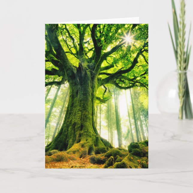 Ponthus Buche Karte (Vorderseite)