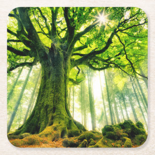 Ponthus Buche Rechteckiger Pappuntersetzer