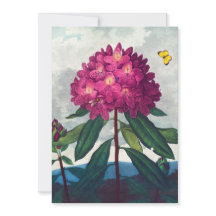 Pontic Rhododendron, Antique Print