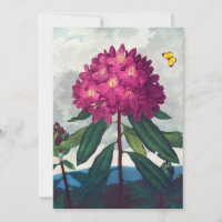 Pontic Rhododendron, Antique Print