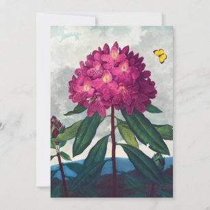 Pontic Rhododendron, Antique Print Feiertagskarte