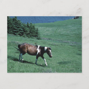 Pony auf Weide Postkarte