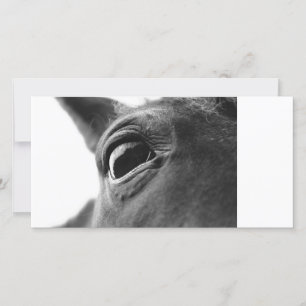 Pony-Auge 1