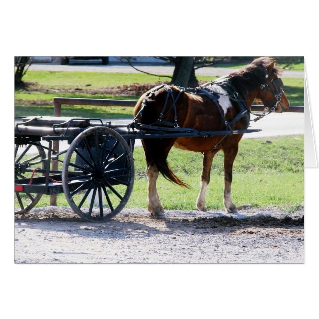 Pony Cart (Vorderseite (Horizontal))