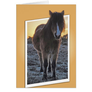 Pony Cut-out-Karte