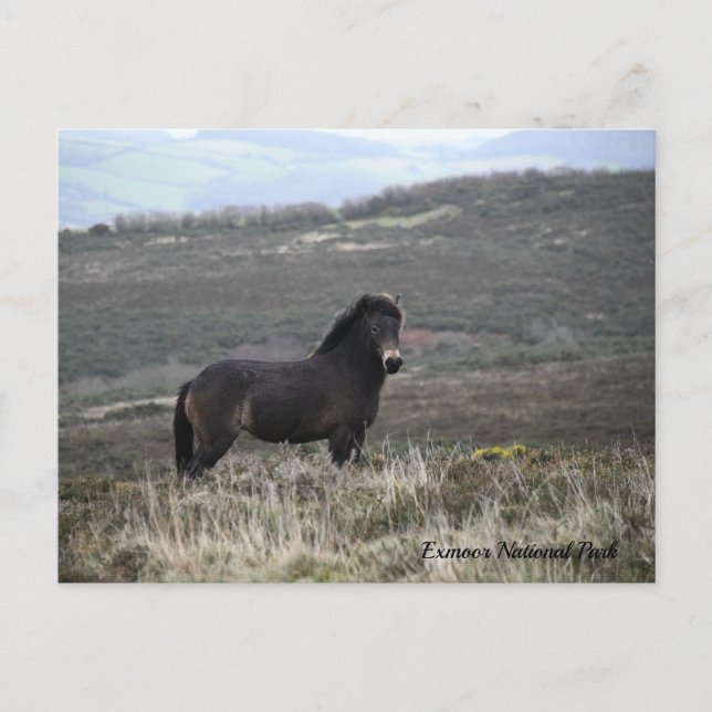 Pony Foto Exmoor National Park, Postkarte (Vorderseite)