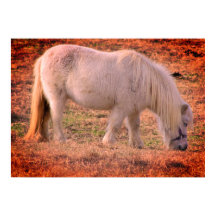 Pony Foto