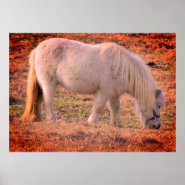 Pony Foto Poster