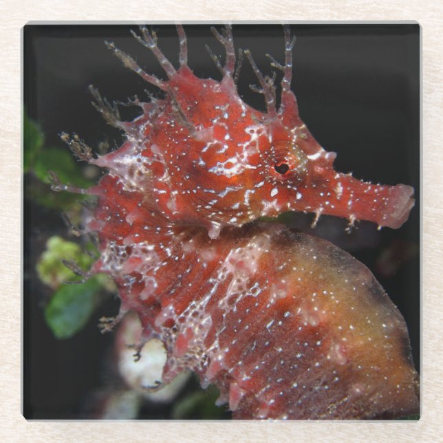 Pony-Frau Begur des Seepferd-| Glasuntersetzer (Vorderseite)