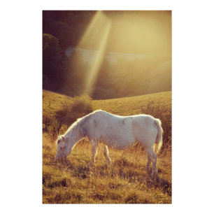Pony grast fotodruck