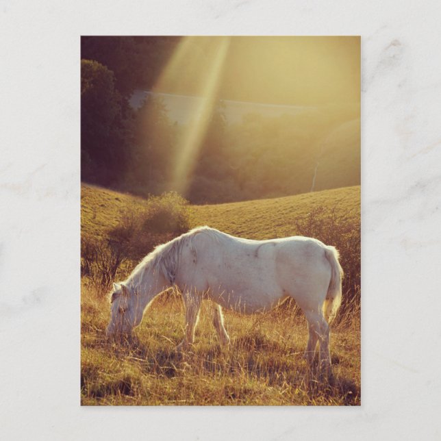 Pony grast postkarte (Vorderseite)