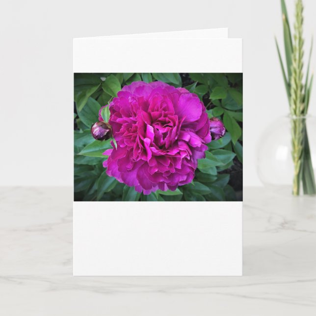 Pony, Karte (Vorderseite)