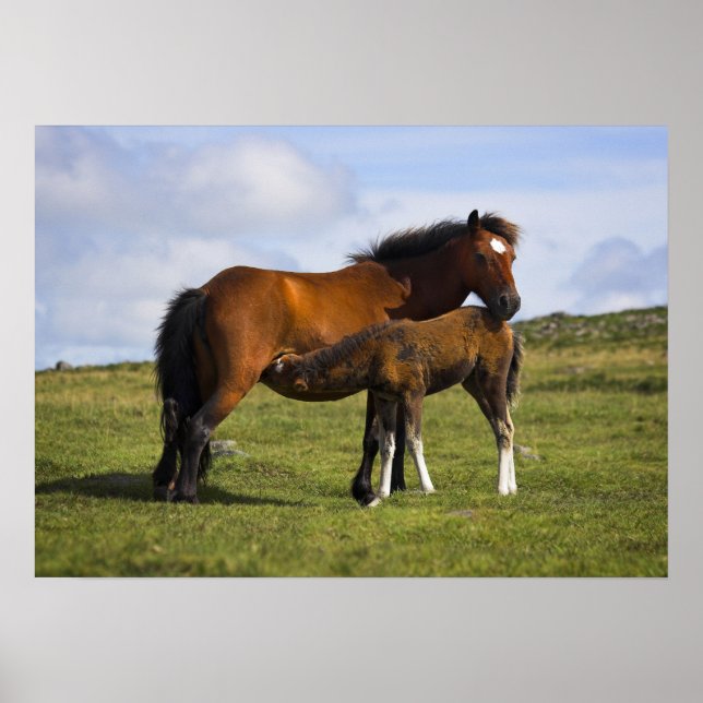 Pony Mare Fütternd Foal-Plakatdruck Poster (Vorne)
