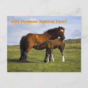 Pony Mare Fütternd Foal-Postkarte Postkarte