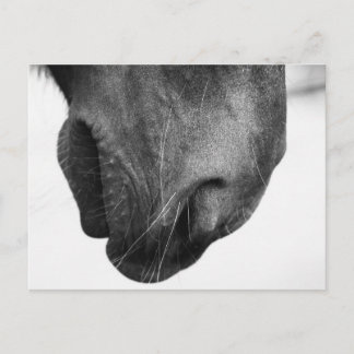 Pony-Nase 1 Postkarte