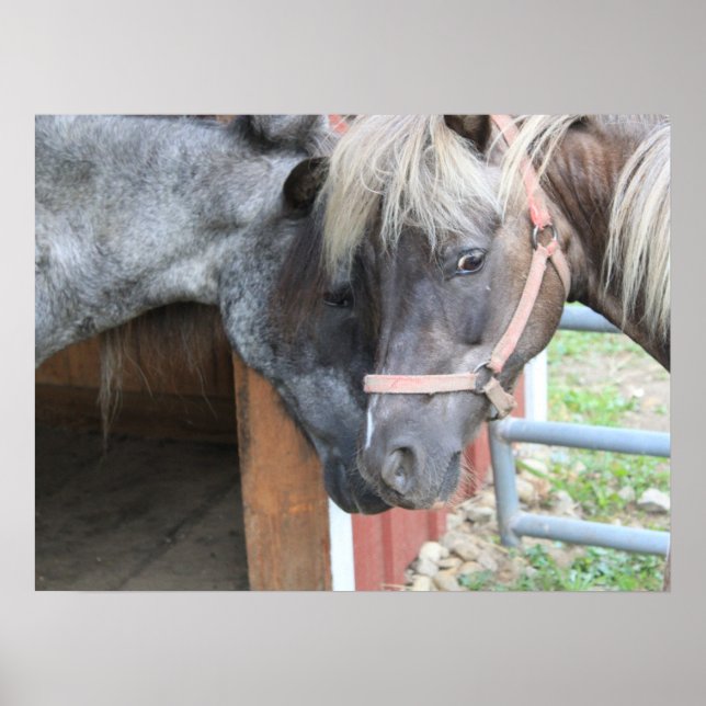 Pony Nuzzle Poster (Vorne)