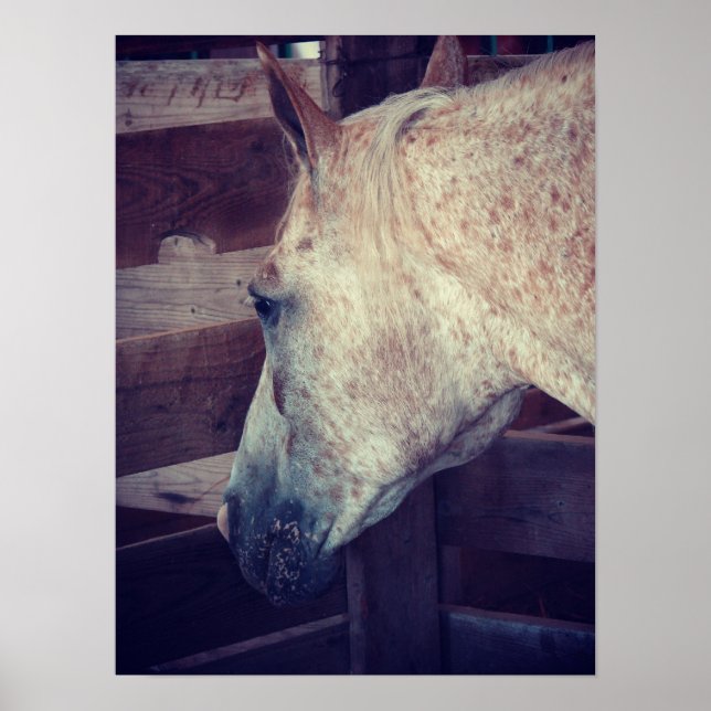 Pony of Americas in Stall Poster (Vorne)