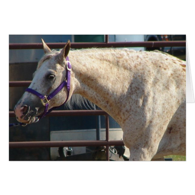 Pony of the Americas (Vorderseite (Horizontal))