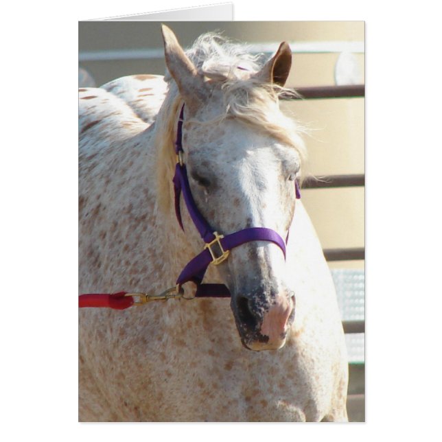 Pony of the Americas On Lunge-Line (Vorne)