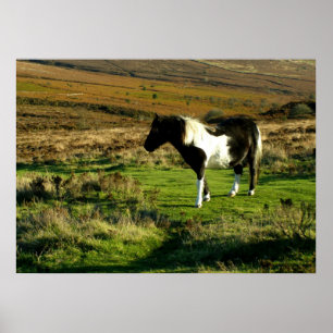Pony on Dartmoor Poster