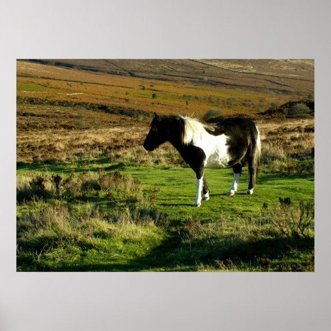 Pony on Dartmoor Poster (Vorne)