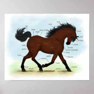 Pony Pferd oder Pony Equine Anatomy Poster