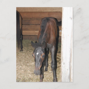 Pony/Pferd Postkarte