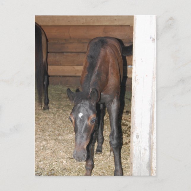 Pony/Pferd Postkarte (Vorderseite)