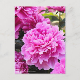 Pony:Postcard Postkarte