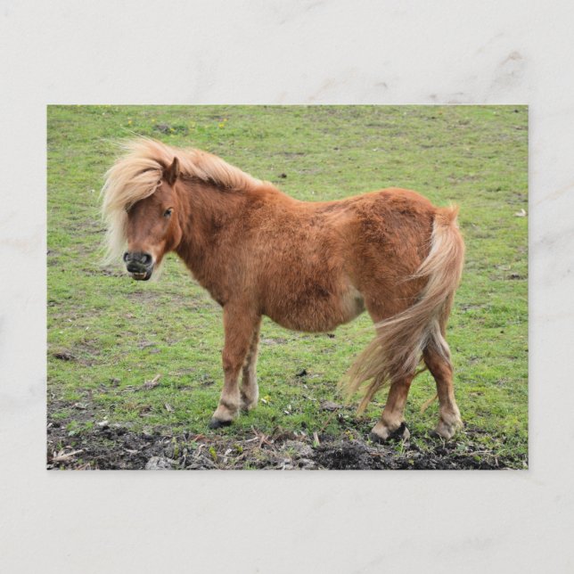 Pony Postcard Postkarte (Vorderseite)