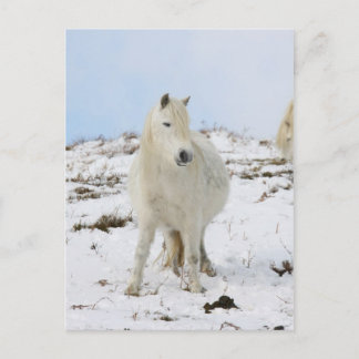 Pony Postkarte