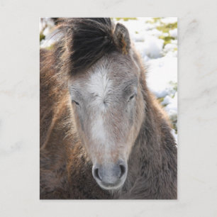 Pony Postkarte