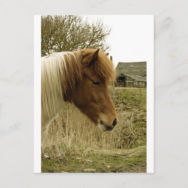 Pony Postkarte (Vorderseite)