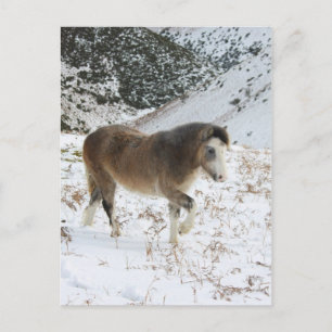 Pony Postkarte