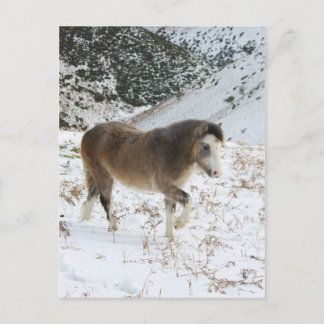 Pony Postkarte