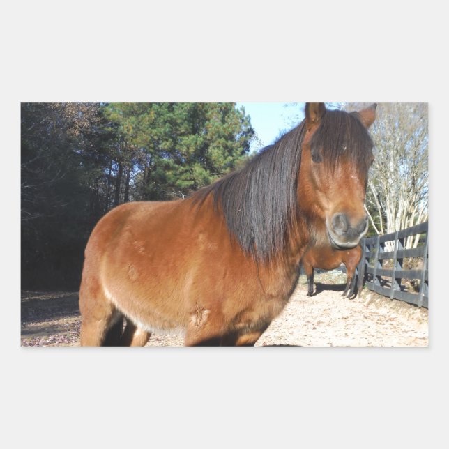 Pony Türkise Sky Rechteckiger Aufkleber (Vorderseite)