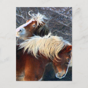 Ponys Postkarte