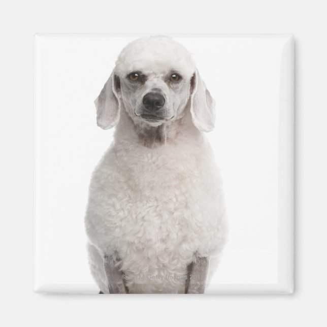 Poodle (1 Jahr) Magnet (Vorne)