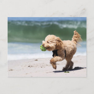 Poodle - Apricot - Poodle Play Postkarte