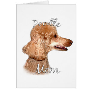 Poodle (Aprikose) Mama 2
