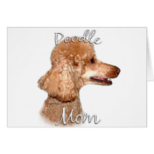 Poodle (Aprikose) Mama 2