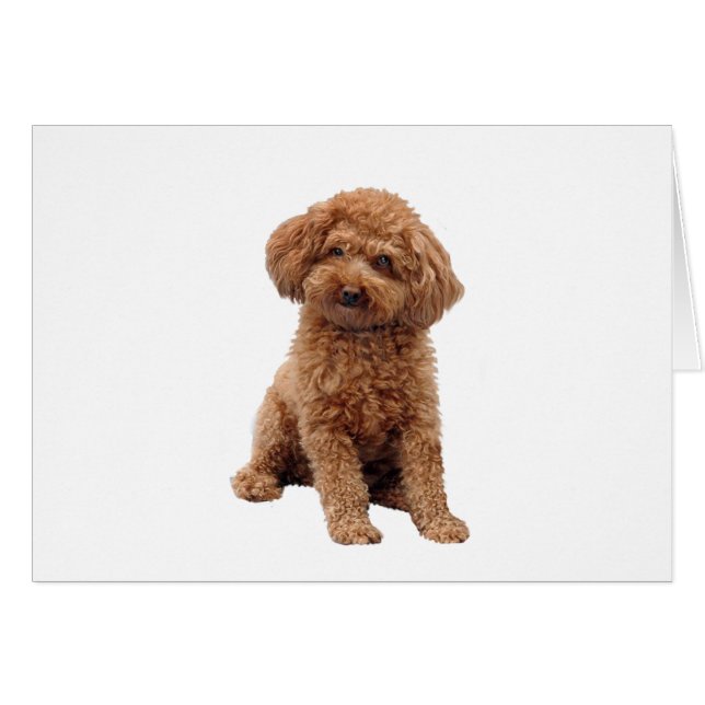 Poodle - Aprikose (Spielzeug oder Min.) (Vorderseite (Horizontal))