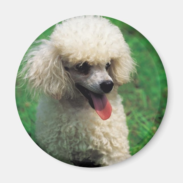 Poodle auf Gras Magnet (Vorne)