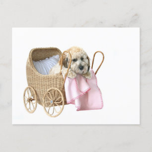 Poodle Baby Buggy Postkarte