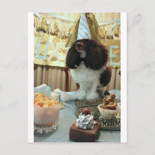 Poodle Birthday Postcard Postkarte (Vorderseite)