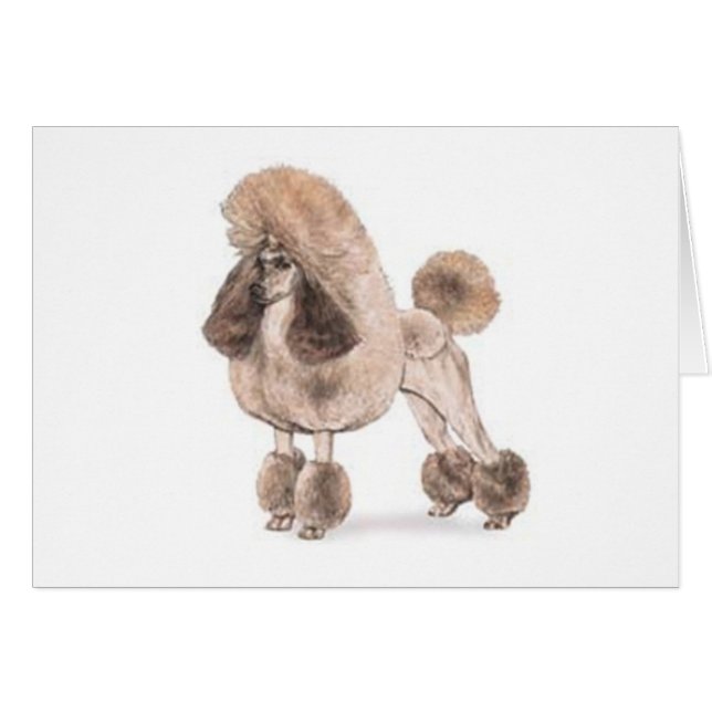 Poodle — Coat anzeigen (Vorderseite (Horizontal))
